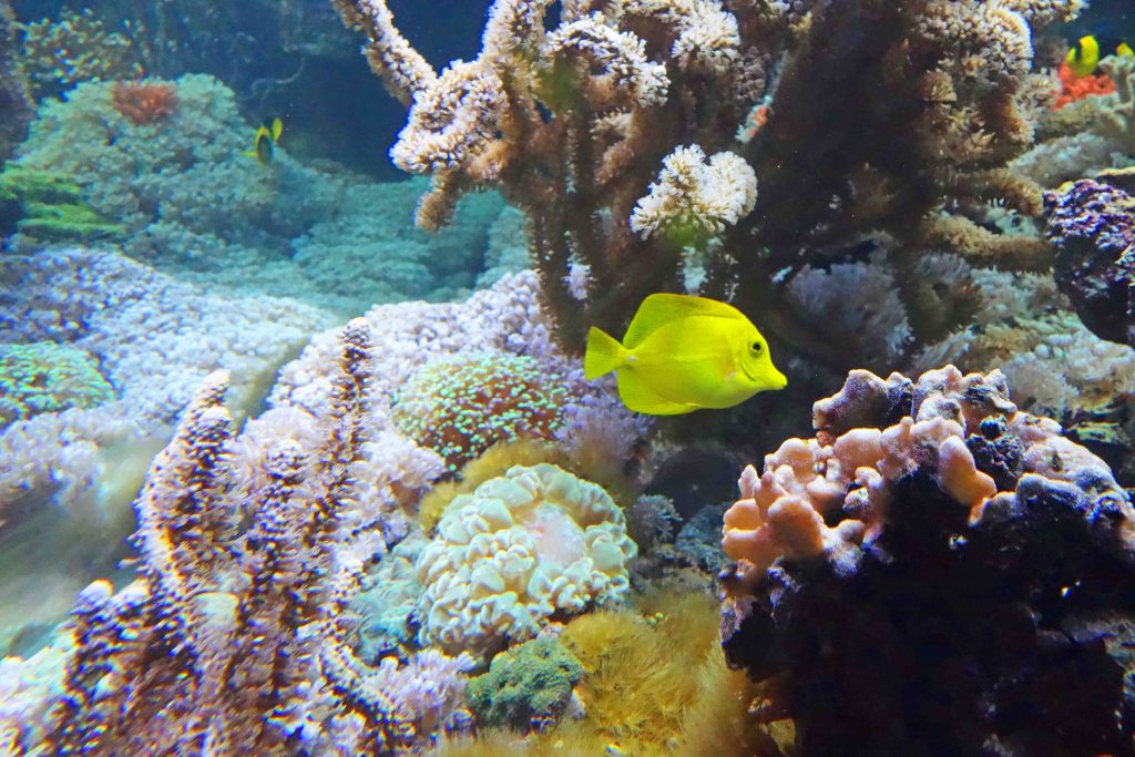 Aquarium Crikvenica