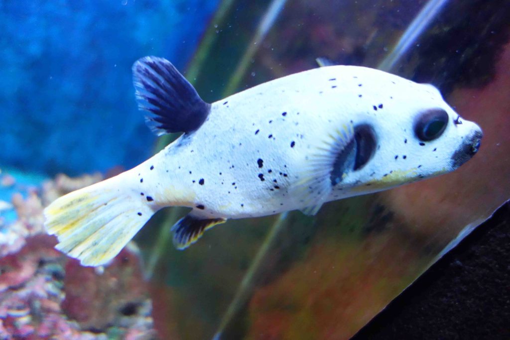 Fisch im Aquarium Crikvenica