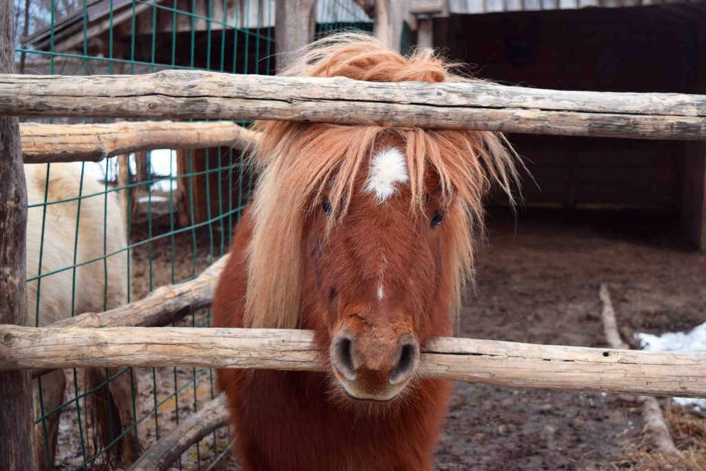 Zoo der Ethno Houses Plitvica Selo