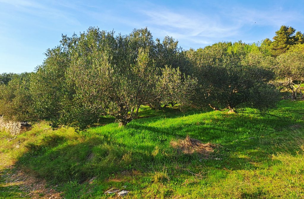 Natur auf Zlarin