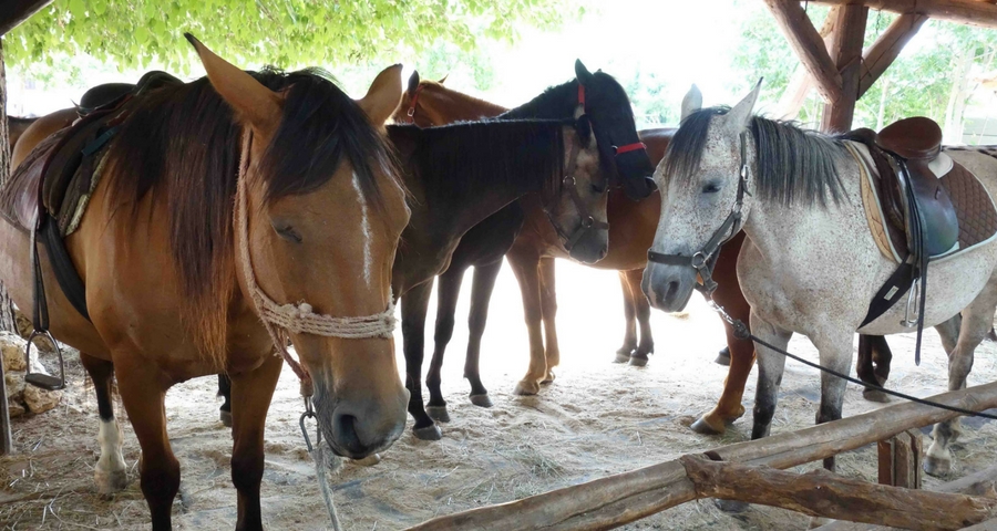 Reiten Manjadvorci Istrien